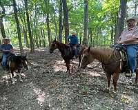 ranch-work-quarter-horse