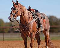 ranch-quarter-horse