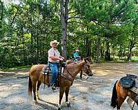 roping-quarter-horse