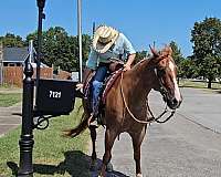 team-penning-quarter-horse