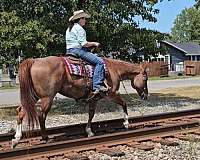 team-roping-quarter-horse