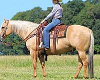 athletic-quarter-horse