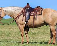 husband-safe-quarter-horse