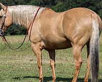 performance-quarter-horse