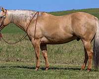 ranch-quarter-horse