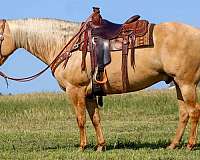 ranch-versatility-quarter-horse