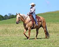 ranch-work-quarter-horse