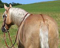 ridden-english-quarter-horse