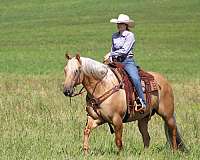 ridden-western-quarter-horse