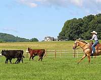 trail-quarter-horse