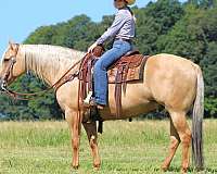 trail-riding-quarter-horse