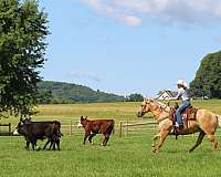 working-cattle-quarter-horse