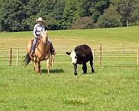 palomino-quarter-horse-gelding