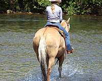 palomino-all-around-horse