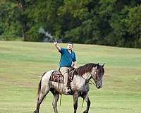 16-hand-barb-gelding