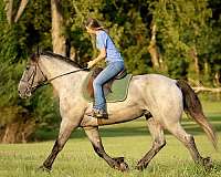 blue-roan-barb-gelding