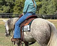 ridden-english-quarter-horse