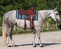 trail-quarter-horse