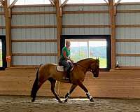 athletic-belgian-horse