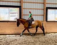 dressage-belgian-horse