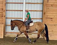 jumping-belgian-horse