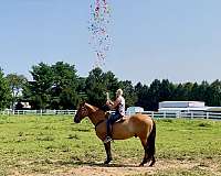 lesson-belgian-horse