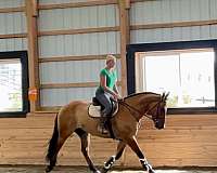 parade-belgian-horse