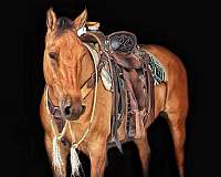 ranch-belgian-horse