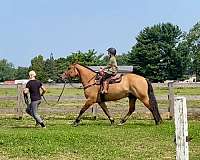 ranch-versatility-belgian-horse