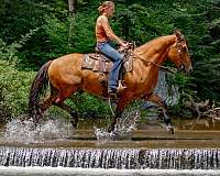 calf-roping-belgian-horse