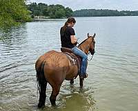 kid-safe-belgian-horse