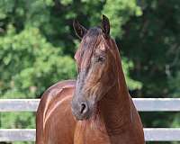 kid-safe-friesian-horse