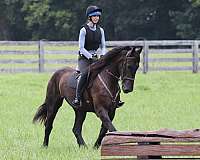 ranch-work-friesian-horse