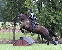 ridden-english-friesian-horse