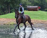 ridden-western-friesian-horse