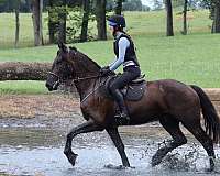 show-friesian-horse