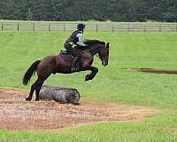 trail-friesian-horse