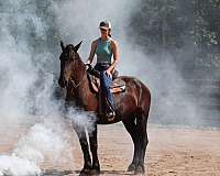 athletic-friesian-horse