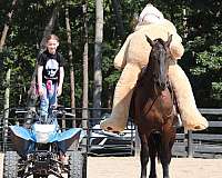 dressage-friesian-horse