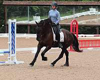 husband-safe-friesian-horse