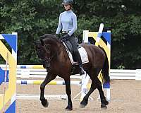 jumping-friesian-horse