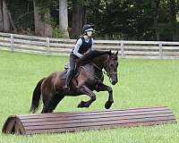 parade-friesian-horse