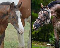 leopard-dutch-warmblood-horse