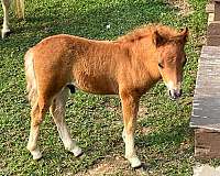 all-round-miniature-horse