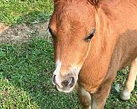 pegasus-miniature-horse