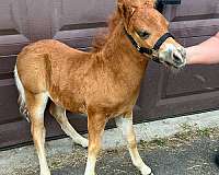 shooter-miniature-horse