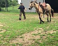 ranch-quarter-horse