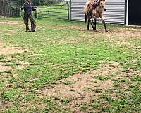 western-riding-quarter-horse