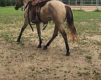 buckskin-quarter-horse-mare