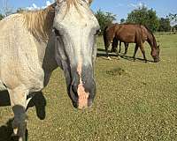 grey-star-snip-horse